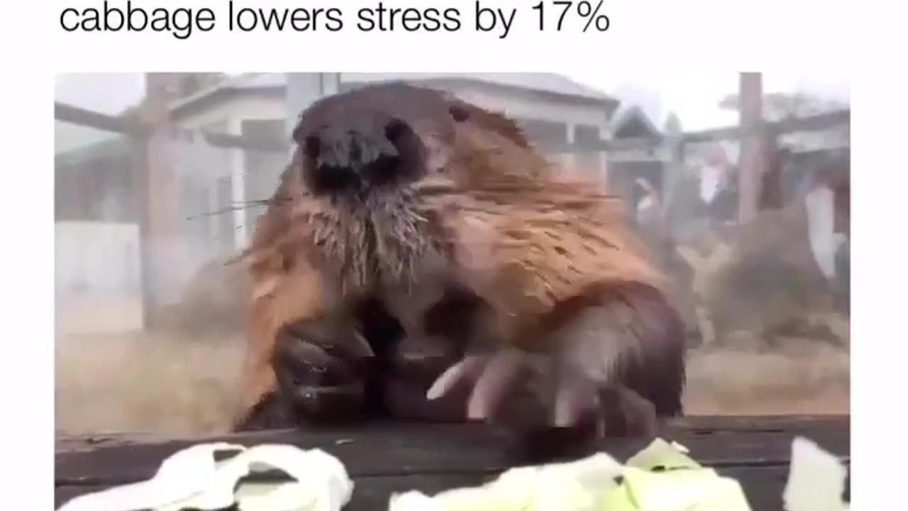 Stress Reliever