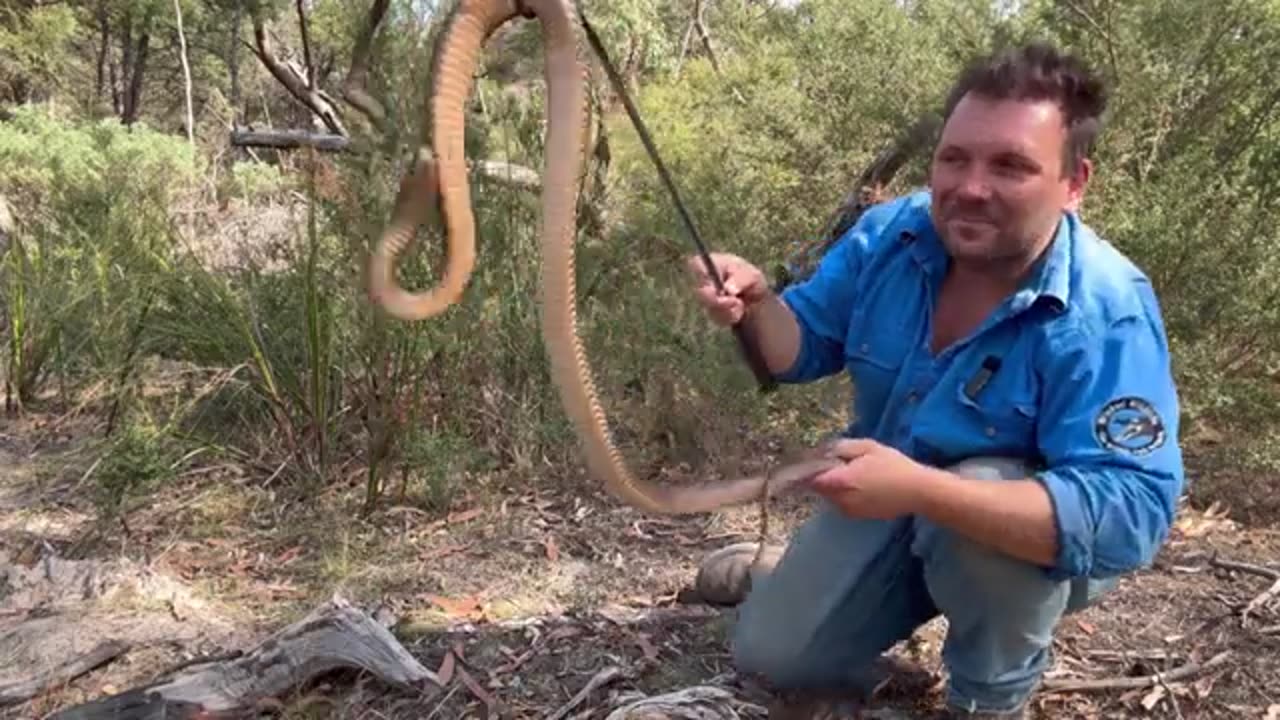 Snake_Venom_-_How_We_Measure_Toxicity_and_Why_It’s_NOT_Important