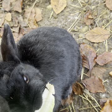 Bunny Munching Fresh Greens – Too Cute