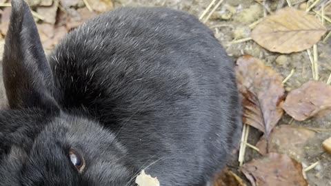 Bunny Munching Fresh Greens – Too Cute