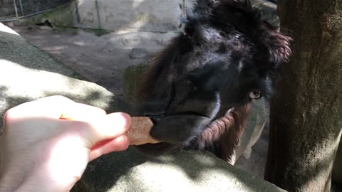 Llama Spitting @ Puerto Vallarta Zoo (Jalisco, Mexico) 22