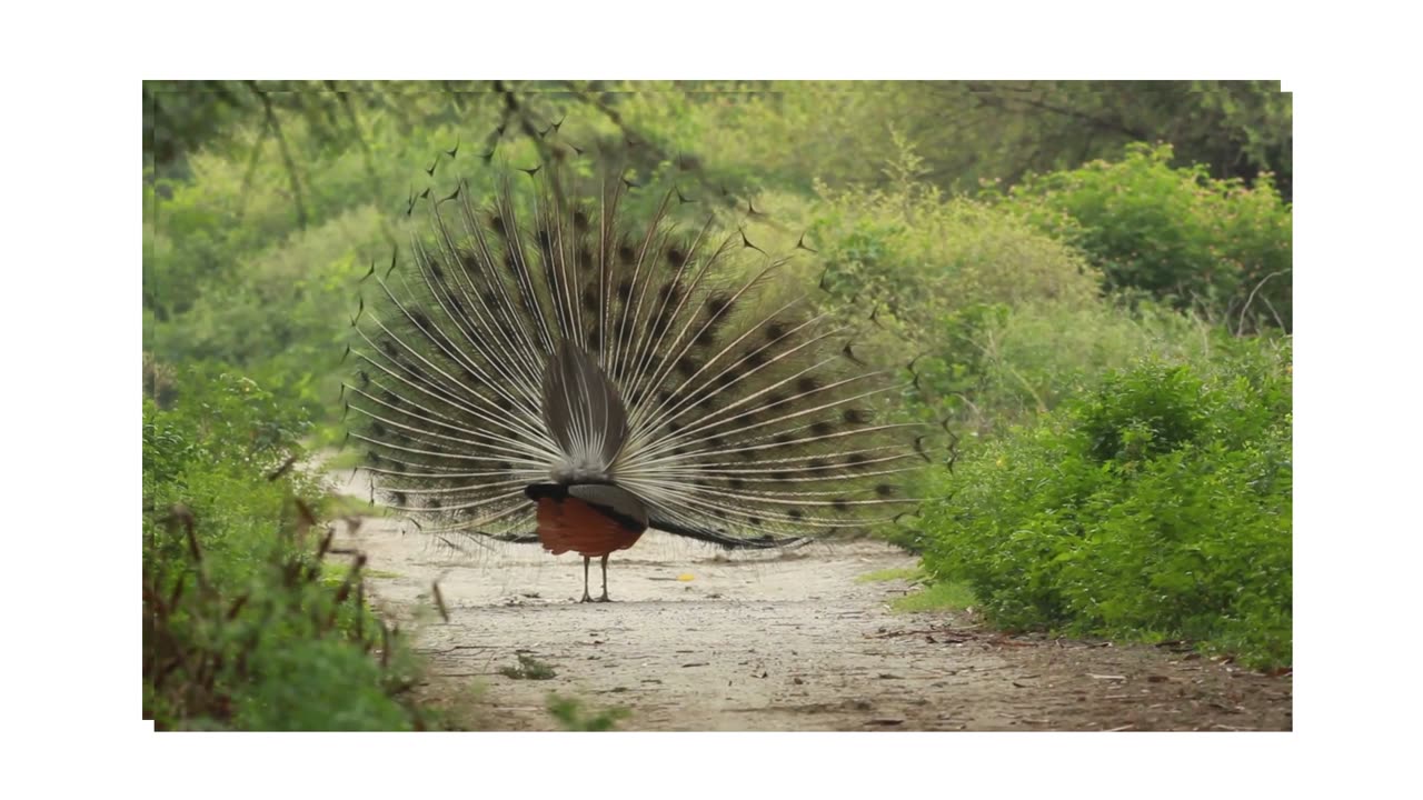 Peacock