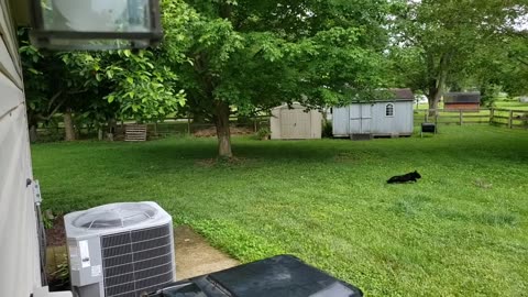 Squirrel Radar