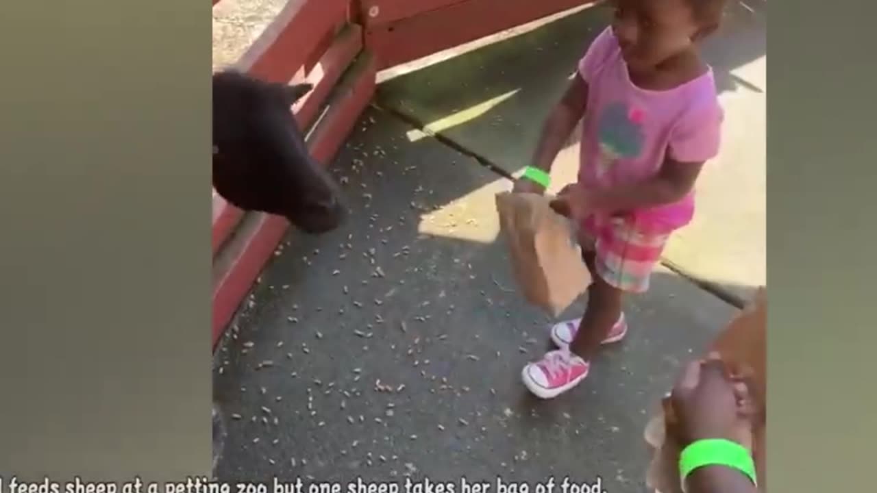 baby and animal funny