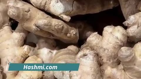 Benefits of Ginger in Summer