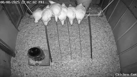 Millar Time Chicken Cam