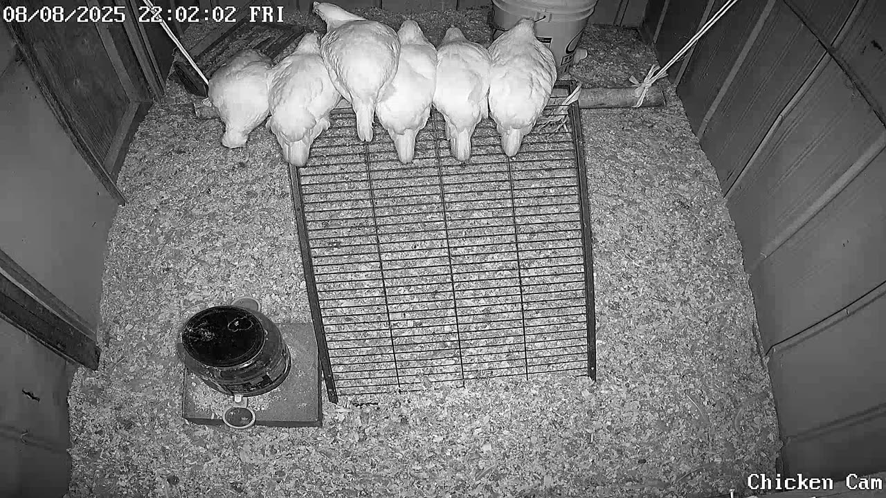 Millar Time Chicken Cam