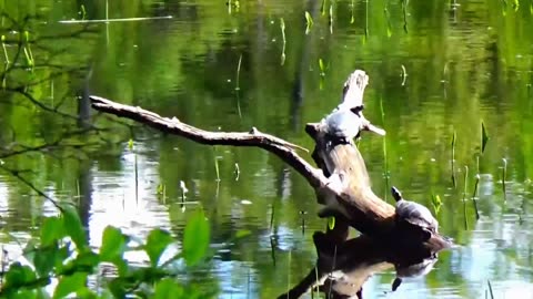 Painted Turtles