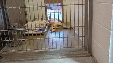 Snowball 2y A857856 Scoop 3y A862408 kennel 233 harrys haven PACC shelter421