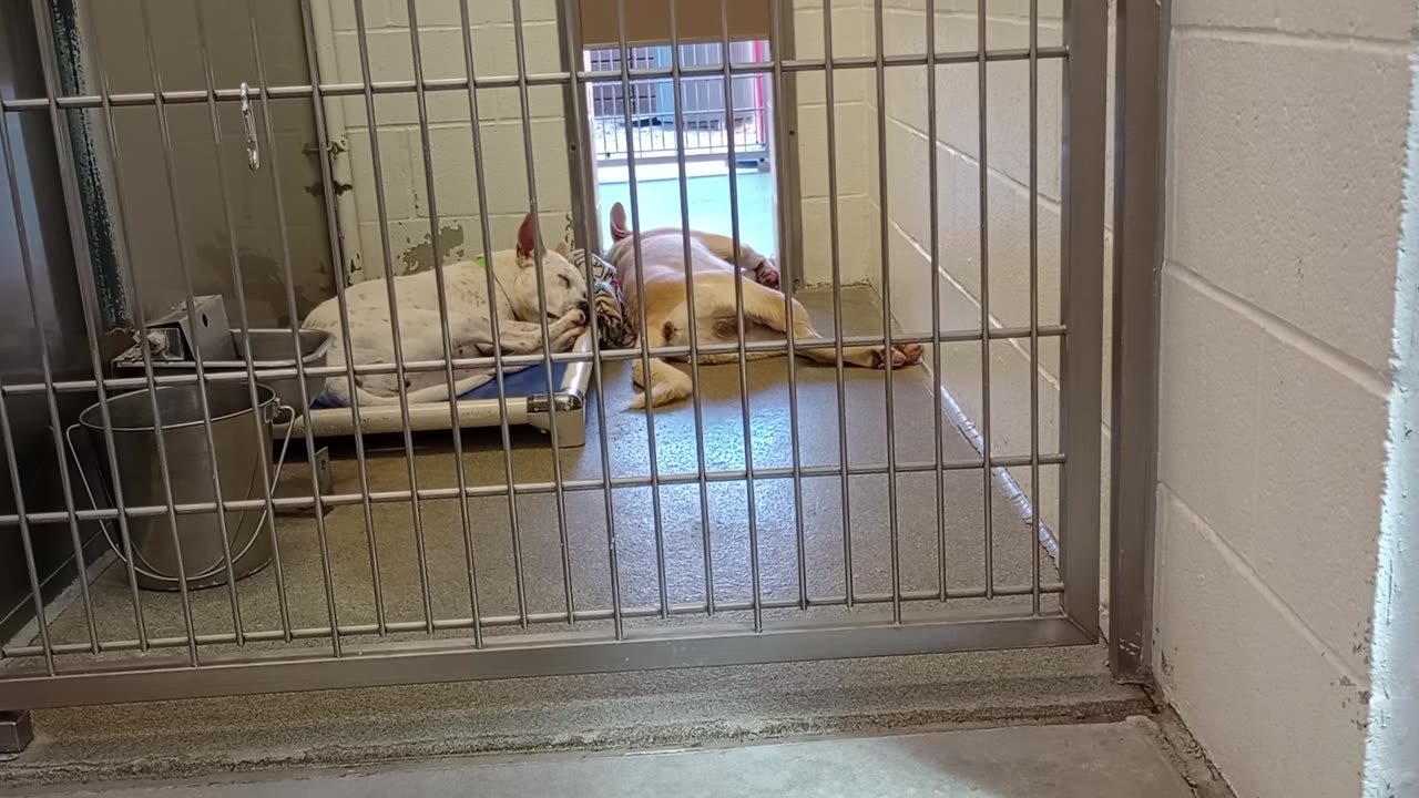 Snowball 2y A857856 Scoop 3y A862408 kennel 233 harrys haven PACC shelter421