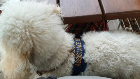 Deep Pressure Therapy Task in cafe