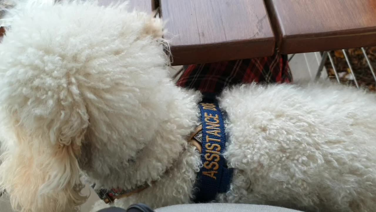 Deep Pressure Therapy Task in cafe