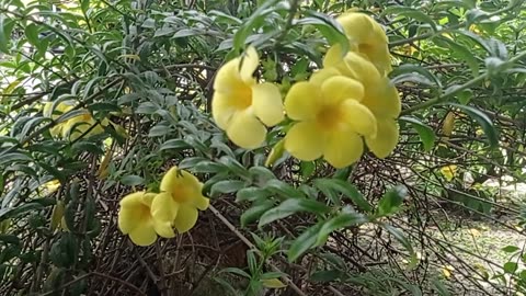 Beautiful Yellow Flowers | Nature’s Bright Charm"