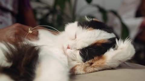 Lovely cat