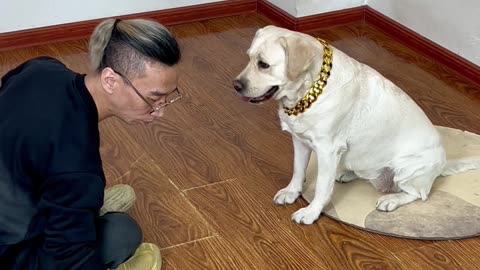 狗狗与麻将的奇妙缘分 The wonderful fate of dogs and mahjong