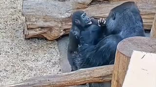 🐒😂 Gorillas are way more goofy than you think! | FunFM