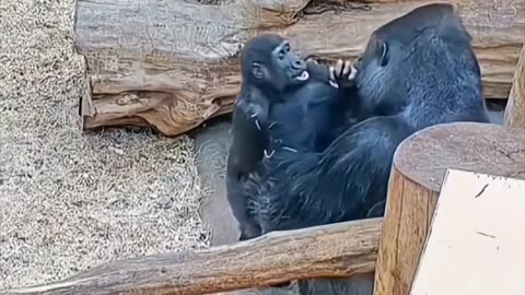 🐒😂 Gorillas are way more goofy than you think! | FunFM