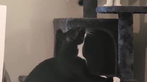 Videos for cats on youtube #1