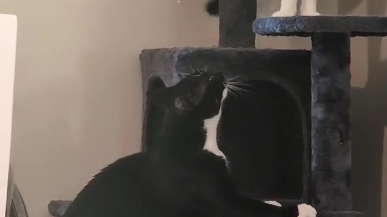 Videos for cats on youtube #1