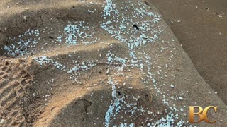 Beaches in Spain’s Valencia region closed after “unknown material” washes ashore