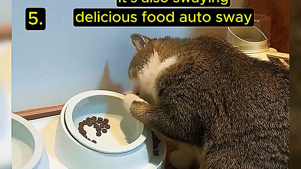 Top Funny Random Cat Moment