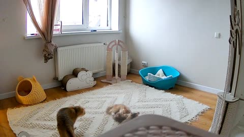 The Secret Life of Kittens Caught on Camera