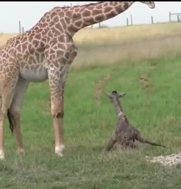 First steps of a baby giraffe.. 😊