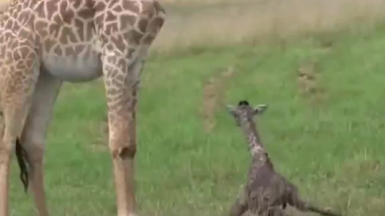 First steps of a baby giraffe.. 😊