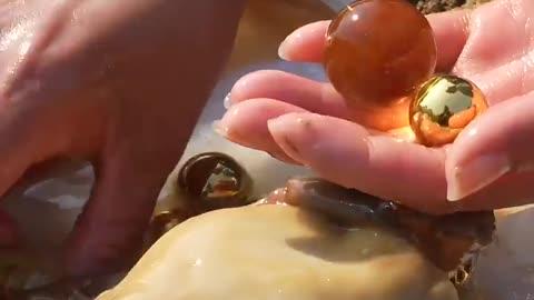Unpredictable pearls in clam found #pearl #clam