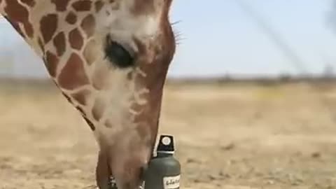 Giraffe Elephant Playtime