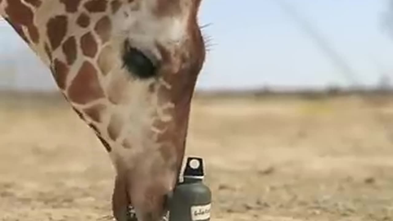 Giraffe Elephant Playtime