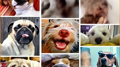 animais engraçados