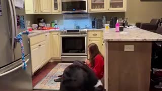 Amazing Service Dog You Have To See To Believe !!!