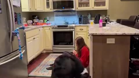 Amazing Service Dog You Have To See To Believe !!!
