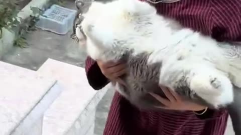 Plump little fella has very little stamina