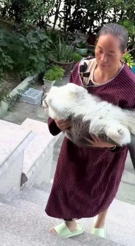 Plump little fella has very little stamina