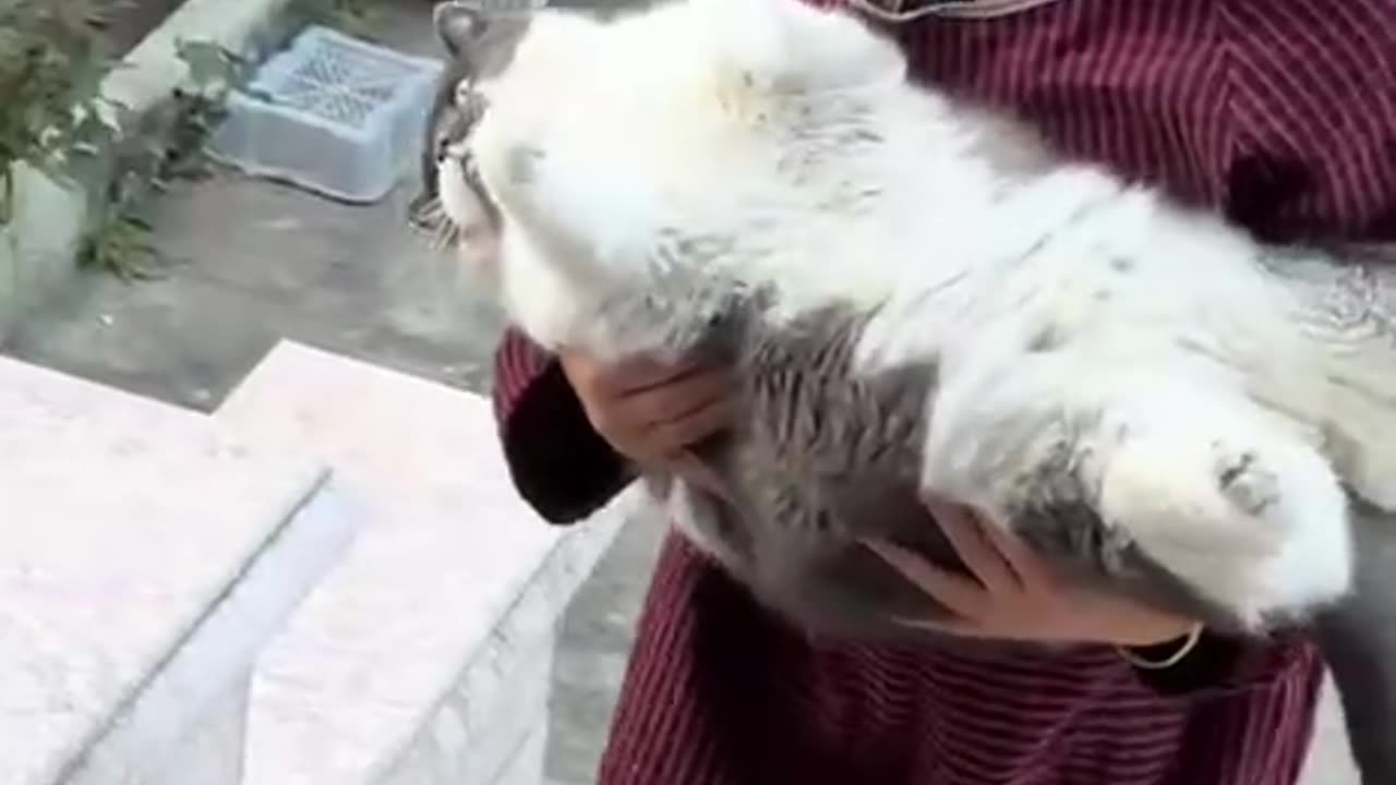 Plump little fella has very little stamina