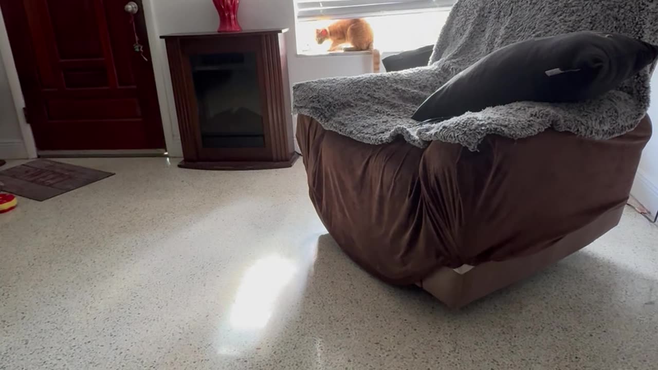 Cheddar Cat Tries To Stop Owner's Singing