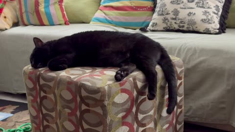 Cute Precious Piper Pretends to Be a Black Velvet Throw -Adopting a Cat from a Shelter Vlog