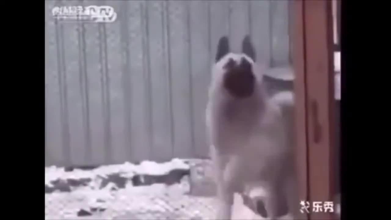 Try Not To Laugh Compilation! Funny animal video