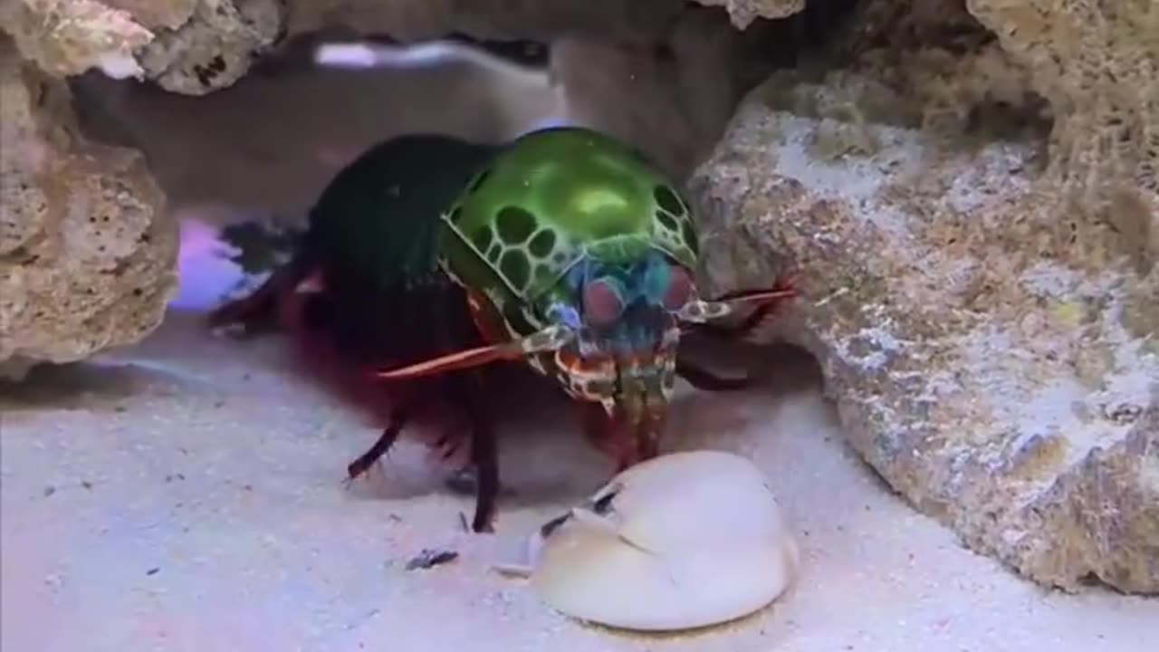 mantis shrimp