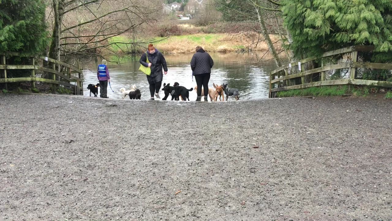 Marymoor stream patrol 29082334098324