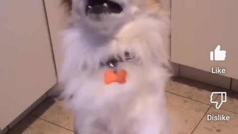 💃🐶 Dog Dances to Latin Music Like a Pro! | FunFM