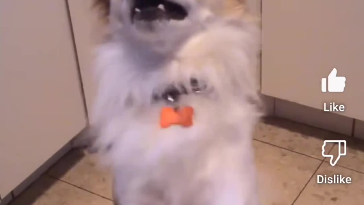 💃🐶 Dog Dances to Latin Music Like a Pro! | FunFM
