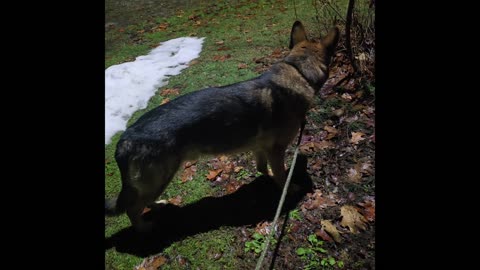 Virgil german shepherd.