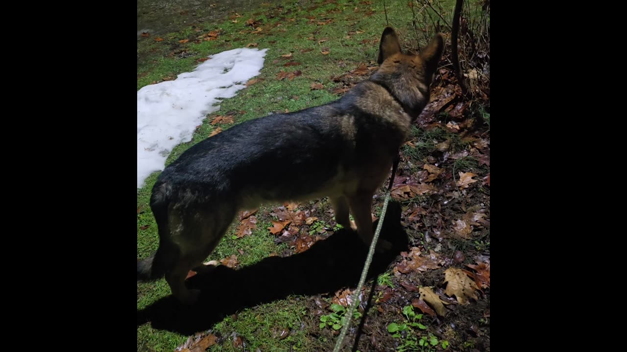 Virgil german shepherd.