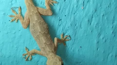 Lizard 🦎 #shorts #viral #video #lizard