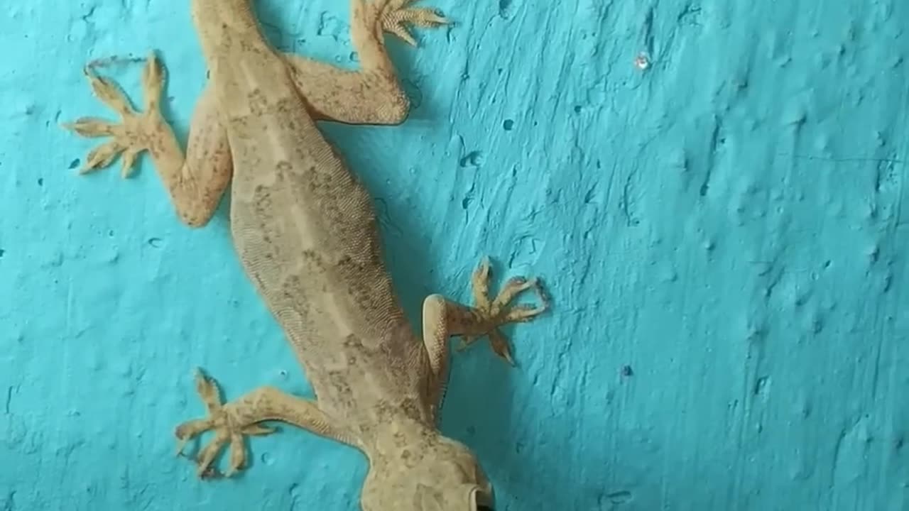 Lizard 🦎 #shorts #viral #video #lizard