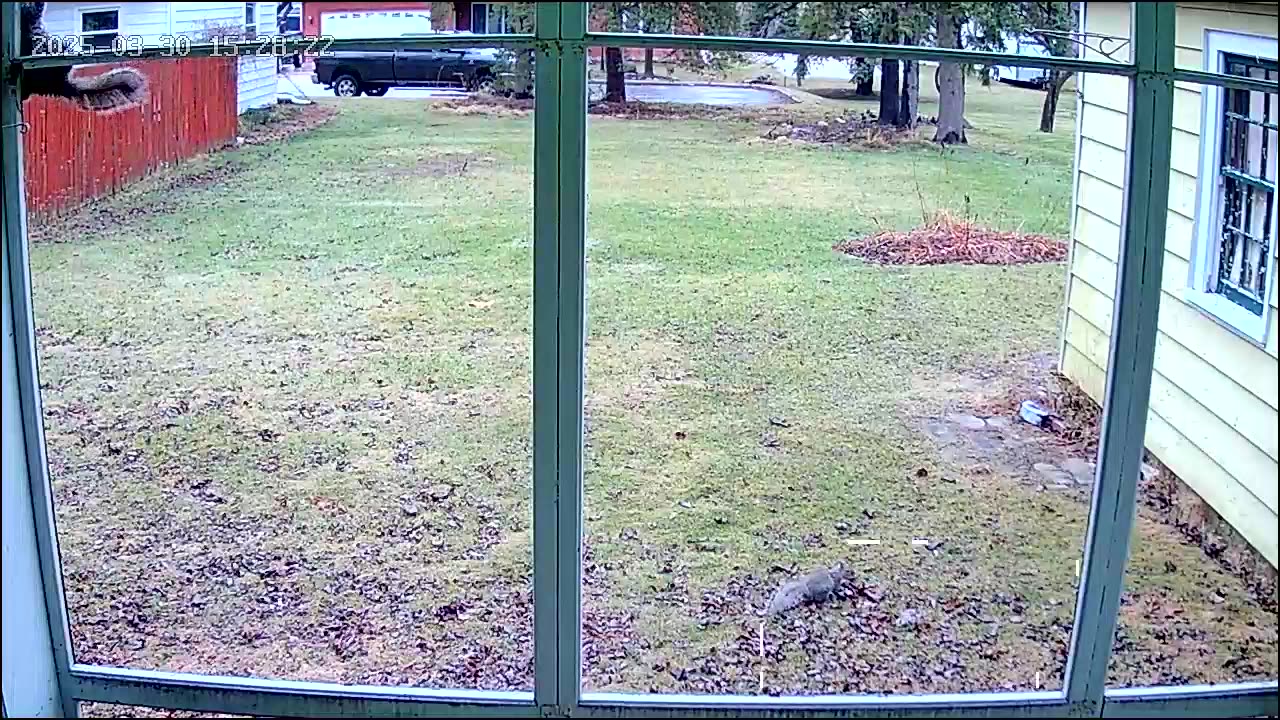Squirrel Nutz