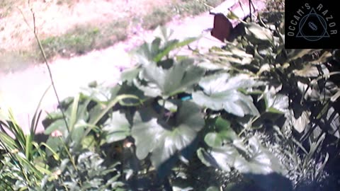 Butch the Sunflower